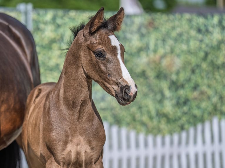 Westphalian Stallion  Black in M&#xFC;nster Handorf