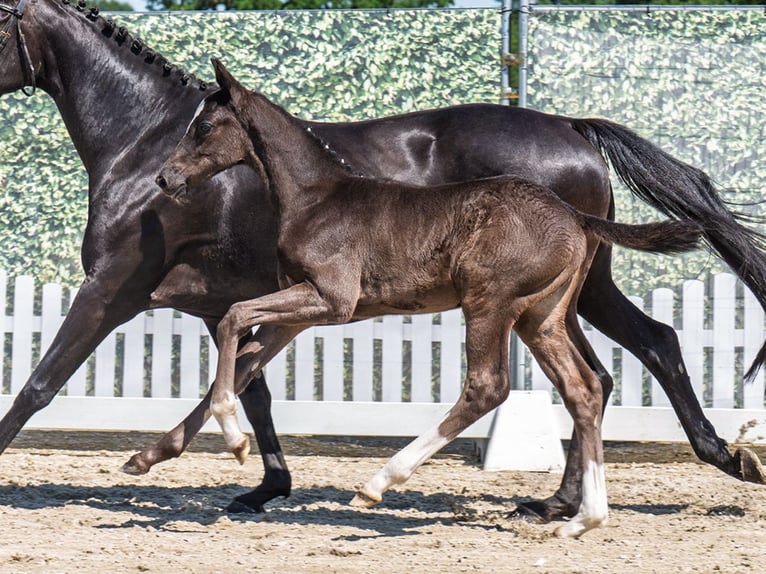 Westphalian Stallion  Black in M&#xFC;nster Handorf