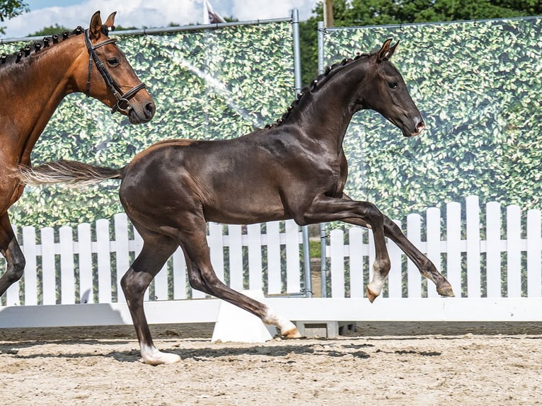Westphalian Stallion  Black in M&#xFC;nster Handorf