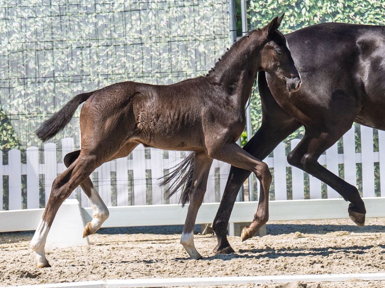 Westphalian Stallion  Black in M&#xFC;nster Handorf
