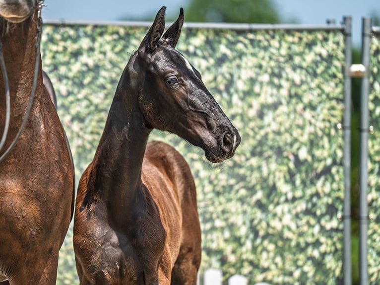 Westphalian Stallion  Black in M&#xFC;nster Handorf
