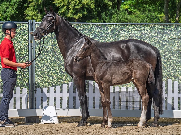 Westphalian Stallion  Black in M&#xFC;nster Handorf