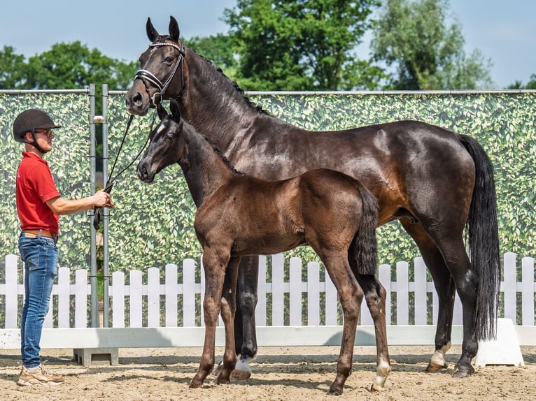 Westphalian Stallion  Black in M&#xFC;nster Handorf