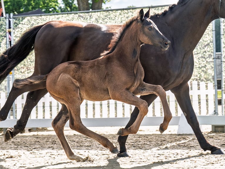 Westphalian Stallion  Black in M&#xFC;nster Handorf