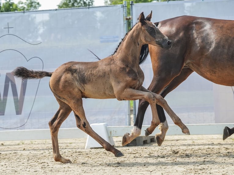 Westphalian Stallion Foal (06/2024) Black in Münster-Handorf