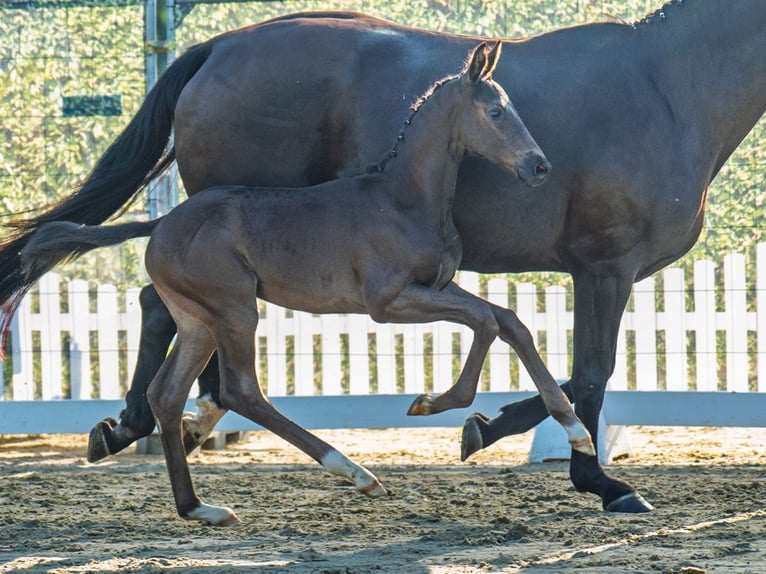 Westphalian Stallion Foal (06/2025) Black in M&#xFC;nster-Handorf