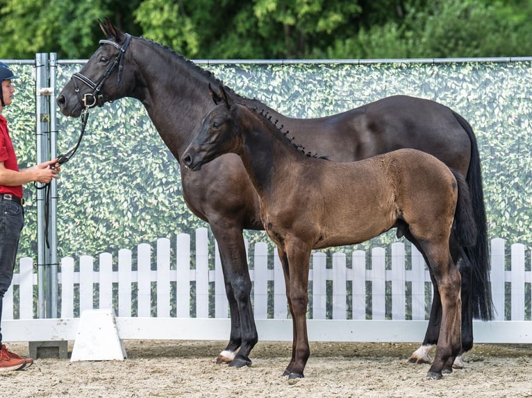Westphalian Stallion  Black in M&#xFC;nster Handorf