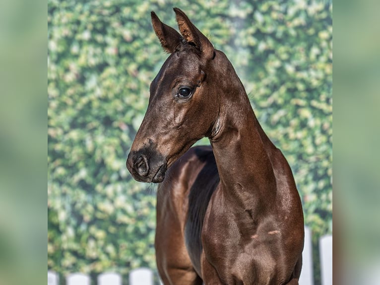 Westphalian Stallion Foal (06/2025) Black in M&#xFC;nster-Handorf