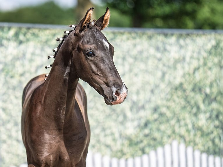 Westphalian Stallion  Black in M&#xFC;nster Handorf