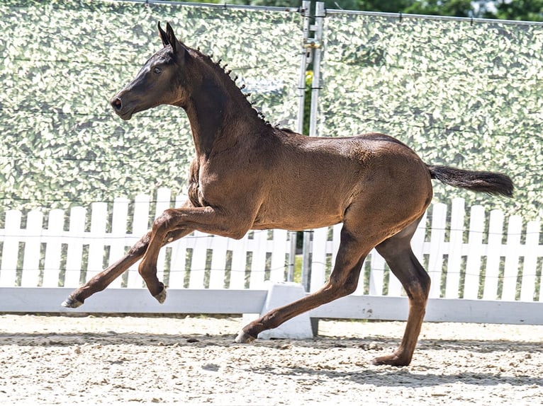 Westphalian Stallion  Black in M&#xFC;nster Handorf