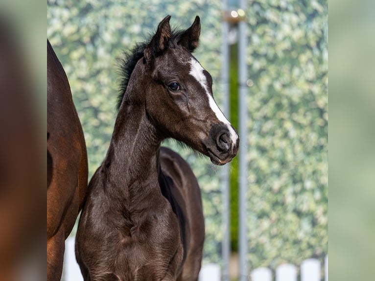 Westphalian Stallion Foal (03/2026) Black in Münster-Handorf