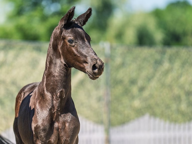 Westphalian Stallion  Black in M&#xFC;nster Handorf