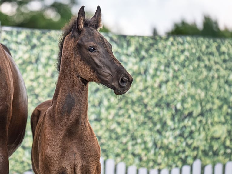 Westphalian Stallion  Black in M&#xFC;nster Handorf