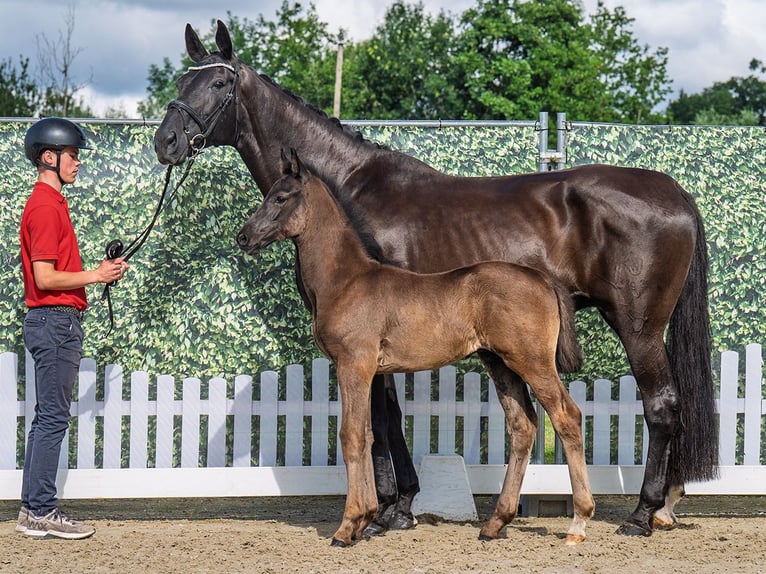 Westphalian Stallion  Black in M&#xFC;nster Handorf