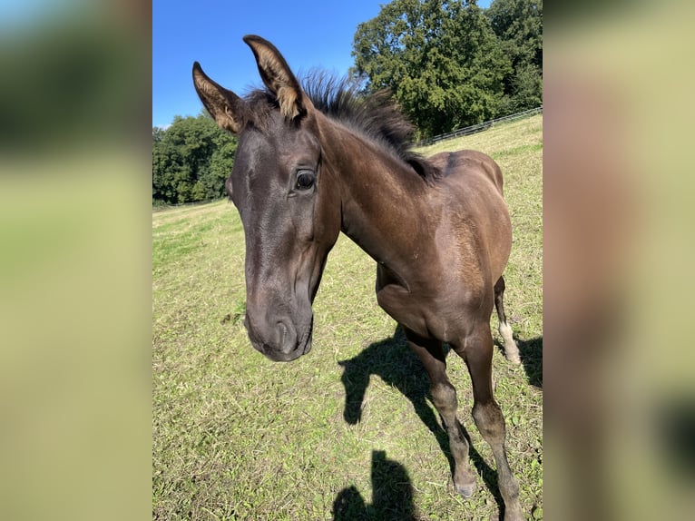 Westphalian Stallion Foal (06/2024) Black in Münster