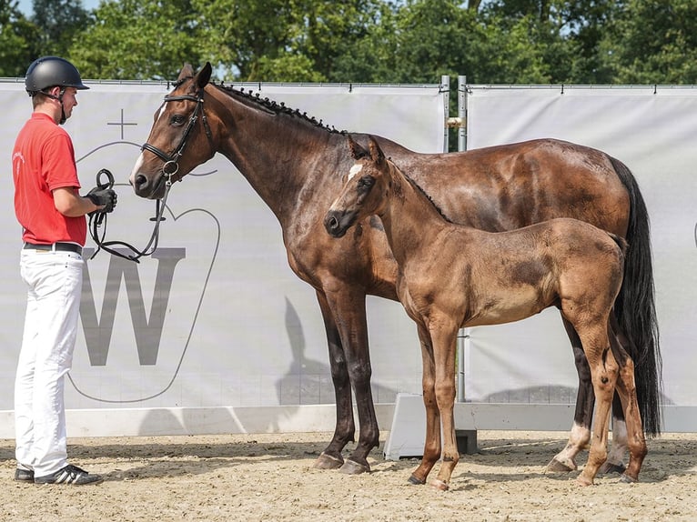 Westphalian Stallion Foal (06/2024) Black in Rheine