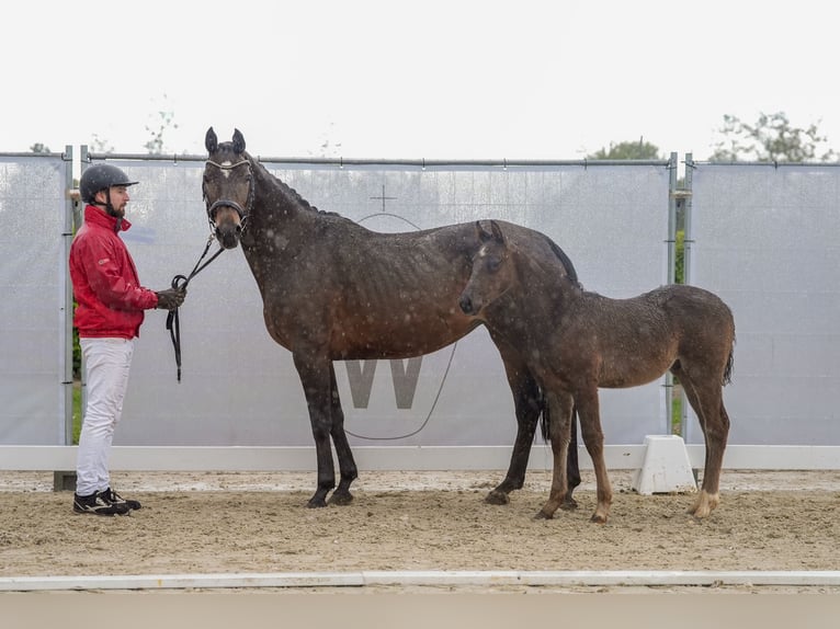 Westphalian Stallion Foal (02/2024) Black in Vechta