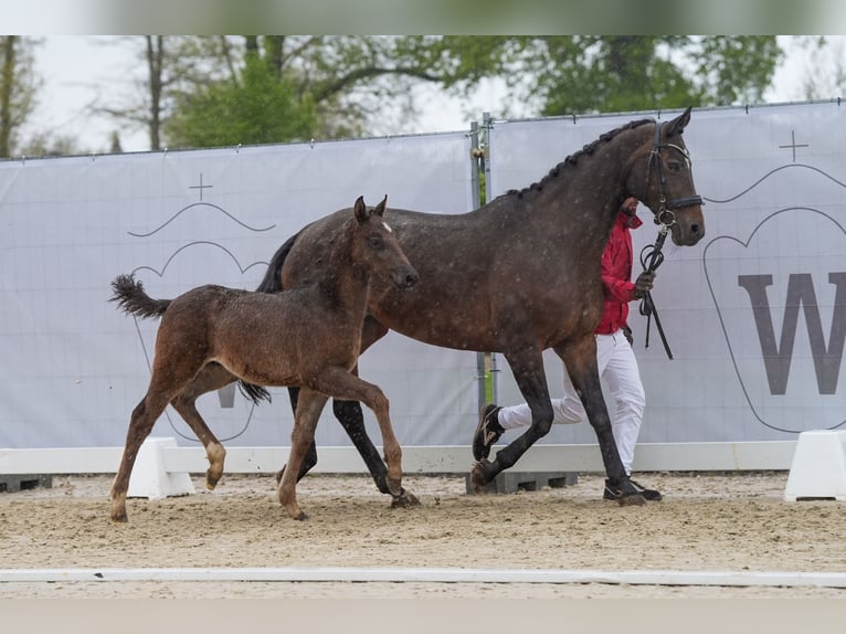 Westphalian Stallion Foal (02/2024) Black in Vechta
