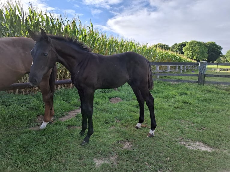 Westphalian Stallion Foal (05/2025) Black in Spenge