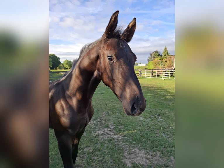 Westphalian Stallion Foal (05/2025) Black in Spenge