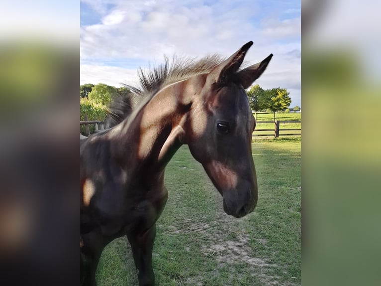 Westphalian Stallion Foal (05/2025) Black in Spenge