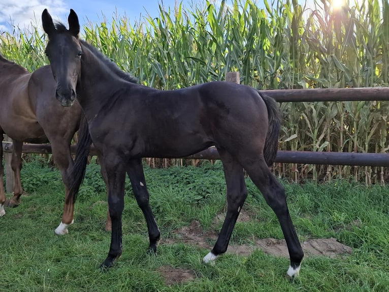 Westphalian Stallion Foal (05/2025) Black in Spenge