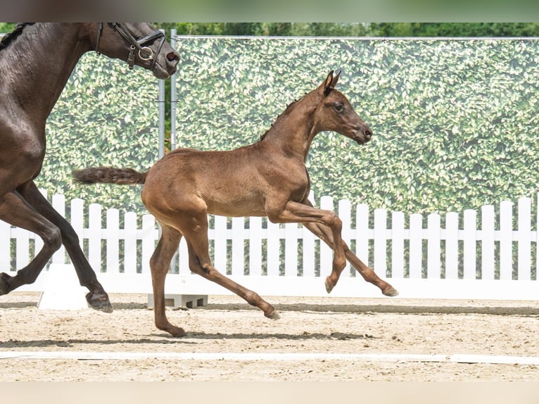 Westphalian Stallion Foal (05/2025) Black in Westerstede