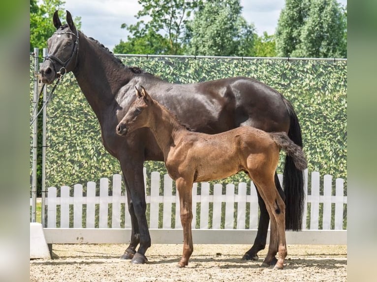 Westphalian Stallion Foal (05/2025) Black in Westerstede