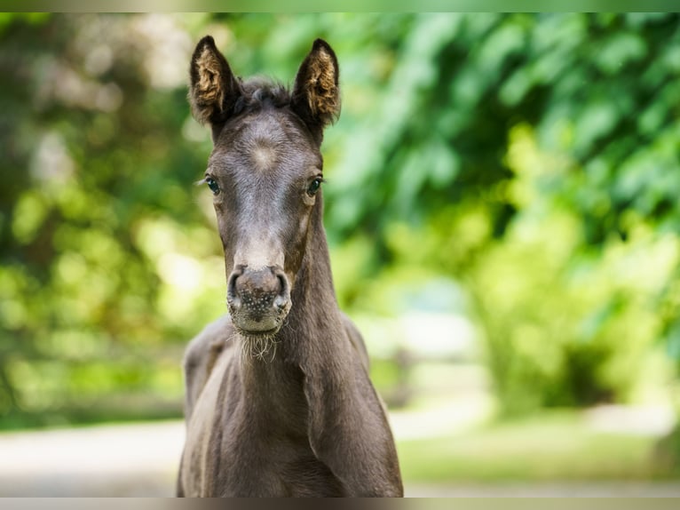 Westphalian Stallion  Black in Drensteinfurt