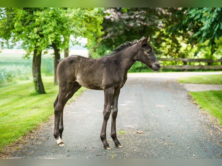 Westphalian Stallion  Black in Drensteinfurt