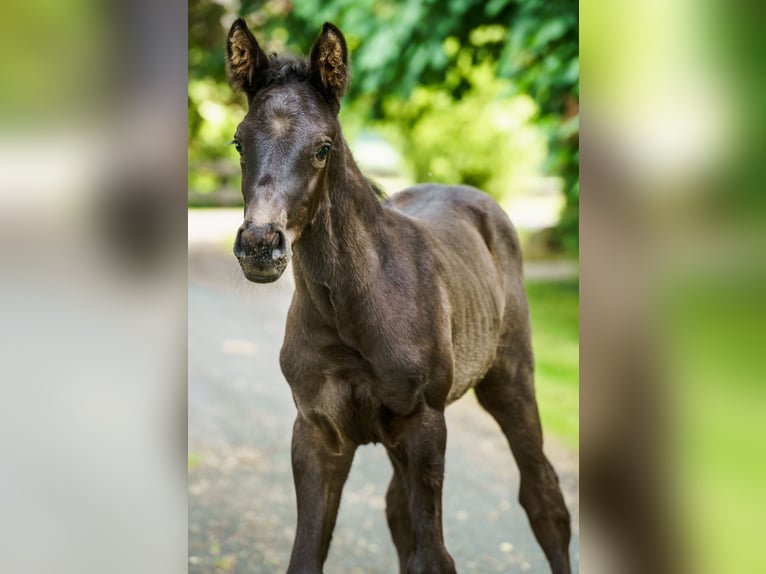 Westphalian Stallion  Black in Drensteinfurt
