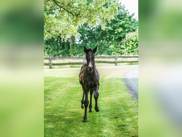 Westphalian Stallion  Black in Drensteinfurt