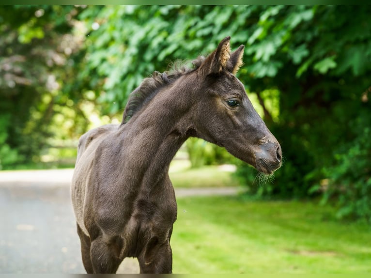 Westphalian Stallion  Black in Drensteinfurt