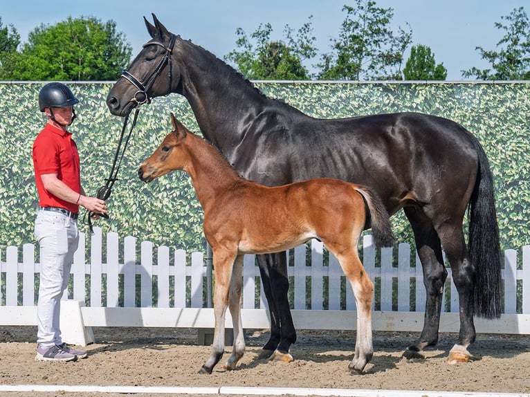 Westphalian Stallion  Brown in Bergkamen