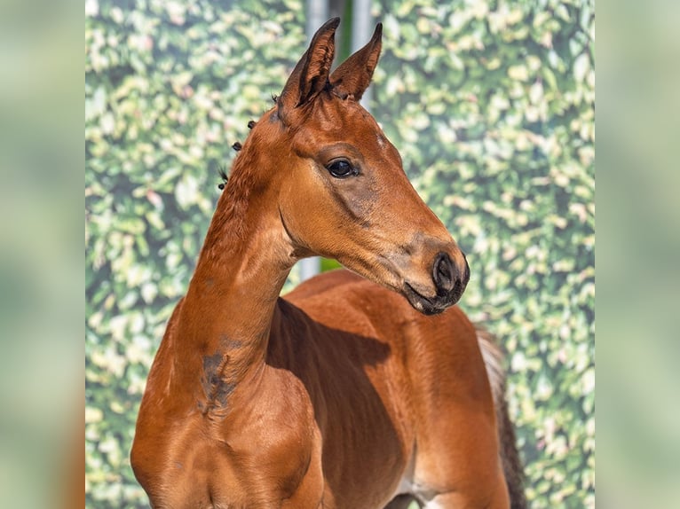 Westphalian Stallion  Brown in Bergkamen