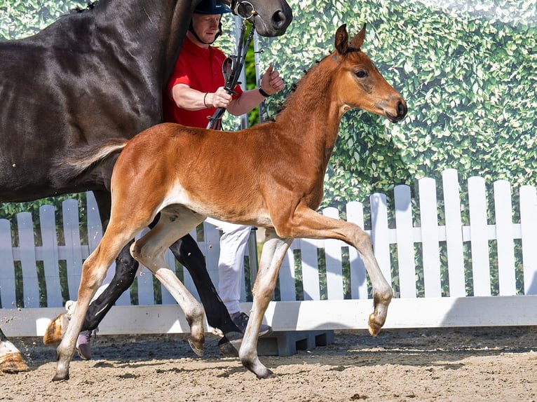 Westphalian Stallion  Brown in Bergkamen