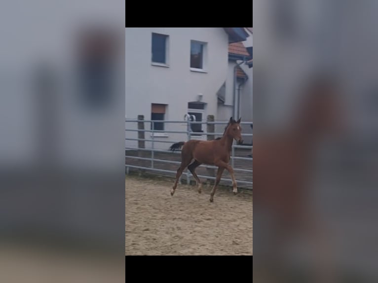 Westphalian Stallion Foal (07/2024) Brown in Borchen