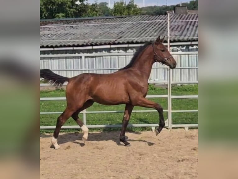 Westphalian Stallion Foal (04/2026) Brown in Borchen
