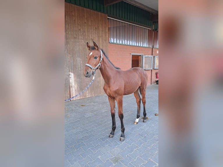 Westphalian Stallion Foal (05/2025) Brown in Bottrop