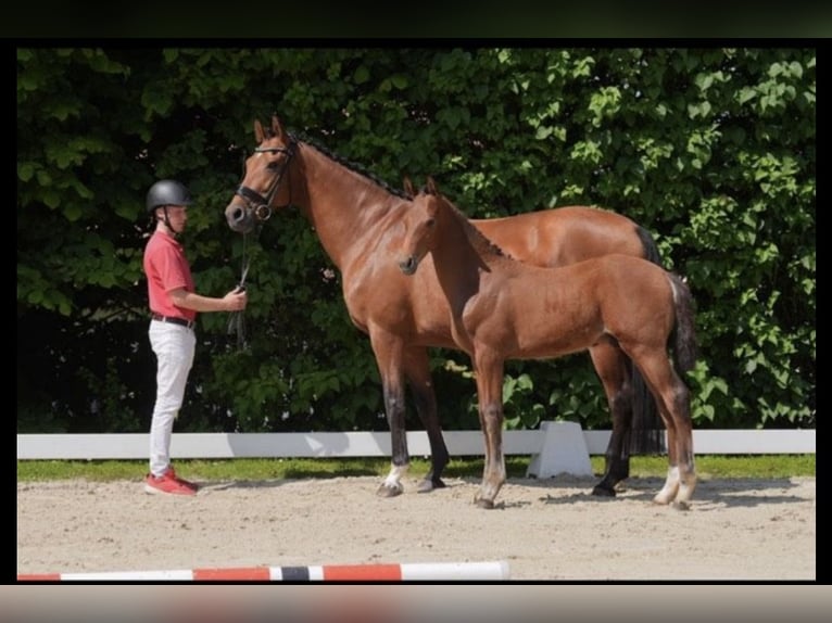 Westphalian Stallion  Brown in Brakel