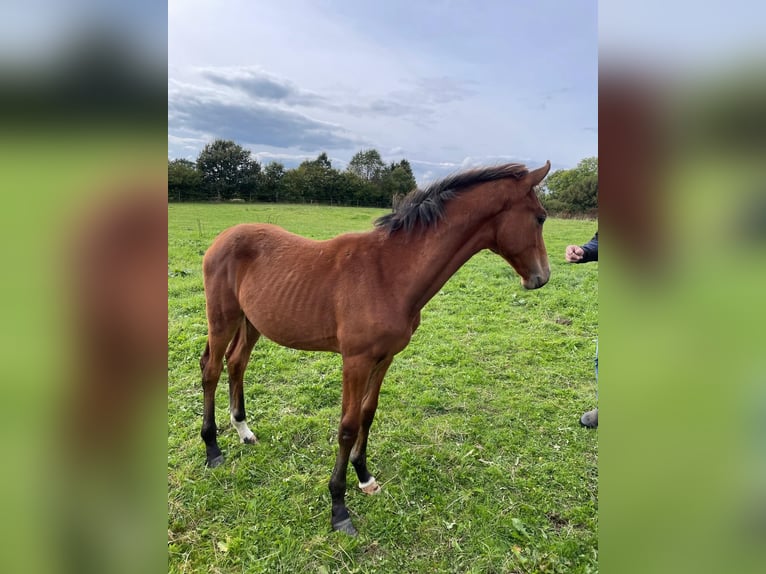 Westphalian Stallion  Brown in Breckerfeld