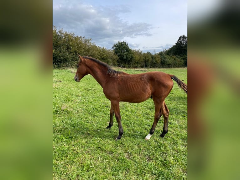 Westphalian Stallion  Brown in Breckerfeld