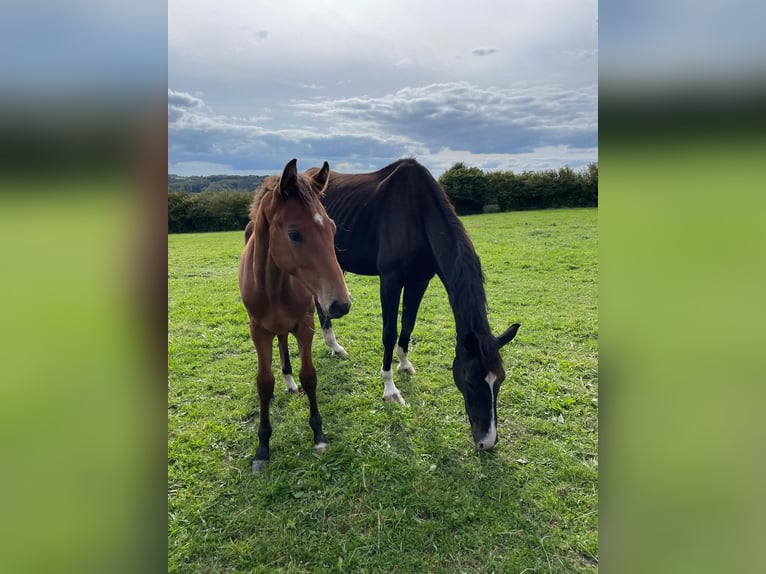 Westphalian Stallion  Brown in Breckerfeld