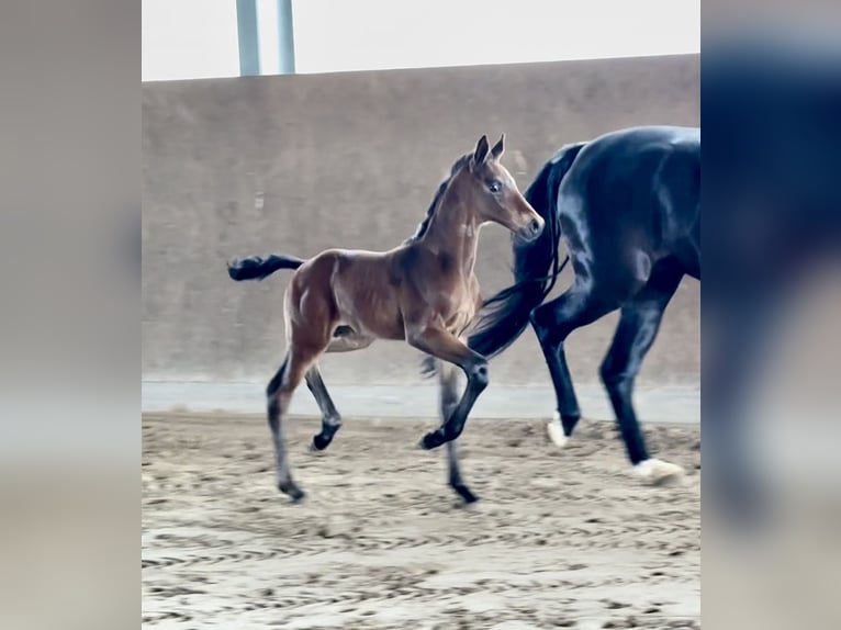 Westphalian Stallion  Brown in M&#xFC;nster