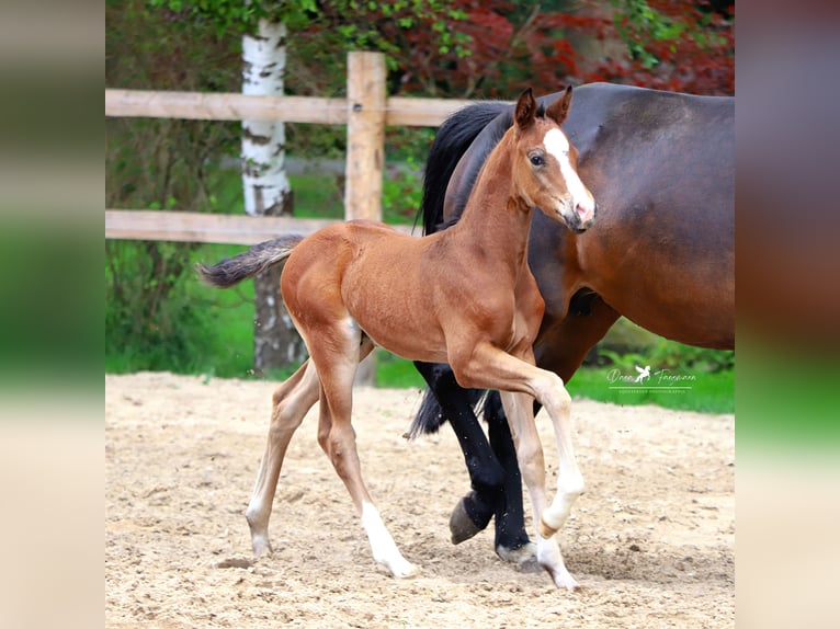 Westphalian Stallion Foal (05/2024) Brown in Neuenkirchen-Vörden