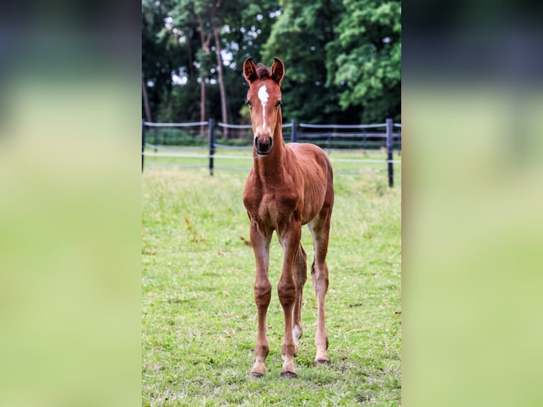 Westphalian Stallion  Brown in Emsdetten