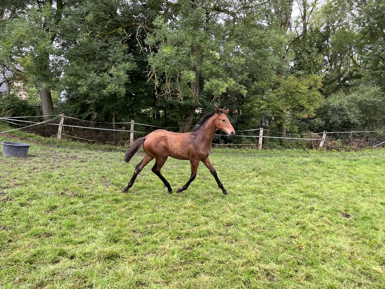 Westphalian Stallion Foal (03/2025) Brown in Lichtenau