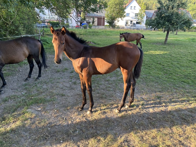 Westphalian Stallion Foal (03/2025) Brown in Lichtenau