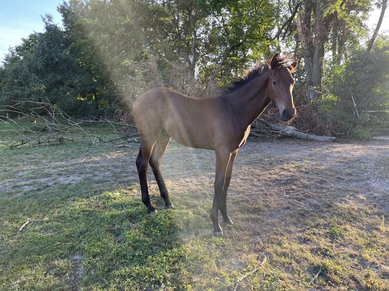 Westphalian Stallion Foal (03/2025) Brown in Lichtenau