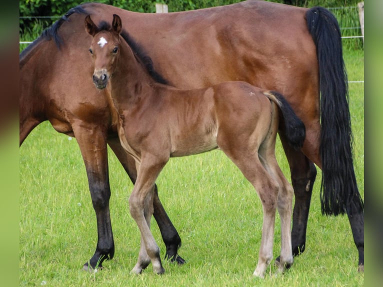 Westphalian Stallion Foal (04/2024) Brown in Ostbevern